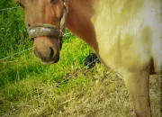 Quiz Races de chevaux