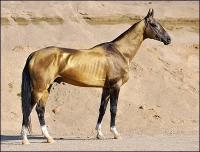 Quelle est la race de ce cheval ?