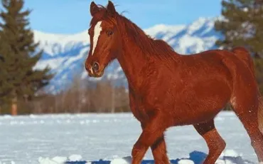 Quiz Chevaux