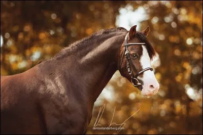 À quelle famille les chevaux appartiennent-ils ?