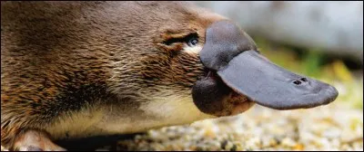 L'ornithorynque, comme son nom l'indique, est un oiseau.