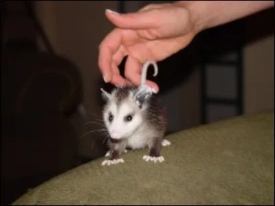 Trouvez les parents de cette petite boule de poils !