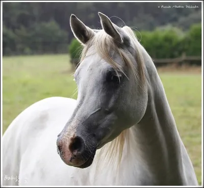 Combien de temps un cheval passe-t-il au pré ?