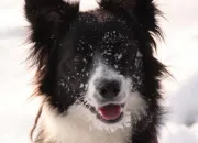 Quiz Est-ce un Border Collie ou un berger australien ?