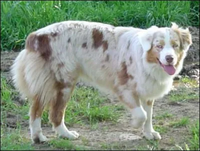 Est-ce un Border Collie ou un Australian Shepherd ?