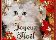 Quiz Nol avec nos amis les chats