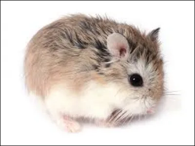 Le hamster est-il capable de sauter plus de 1 mètre de haut ?