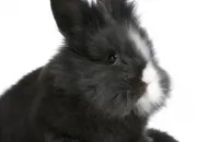 Quiz Connais-tu ton lapin ?