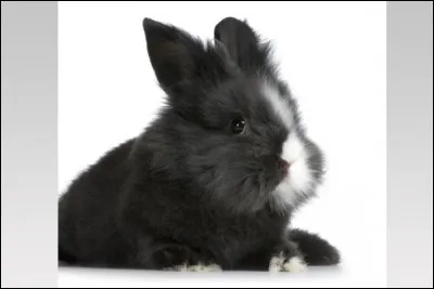 Quelle est cette race de lapin ?