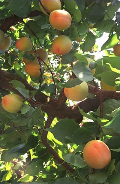 Quel est le fruit de l'abricotier ?