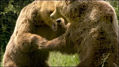 Trouvez l'expression correspondante à l'animal !