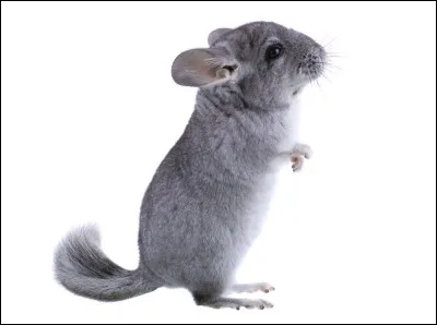 Les chinchillas sautent-ils haut ?