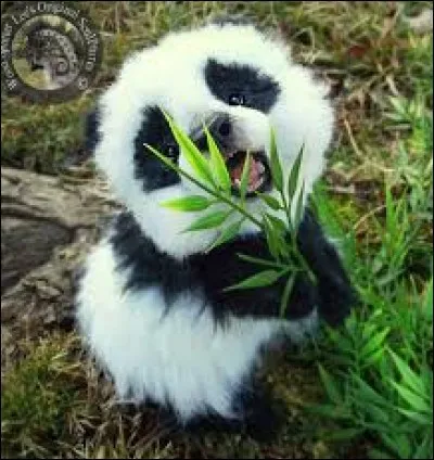 Les pandas géants sont :