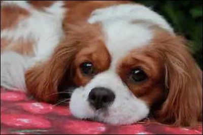 Allez, on va commencer facilement. Jusqu'à quel âge un Cavalier King Charles peut-il vivre ?