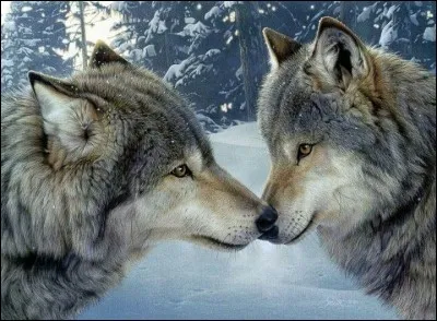 Où vivent les loups ?