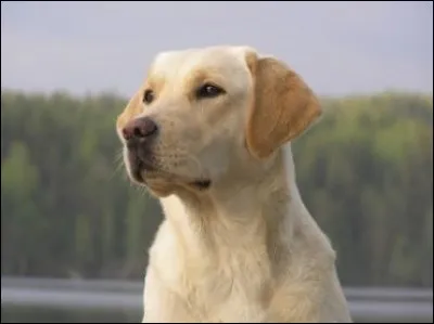 Quel est ce chien ?