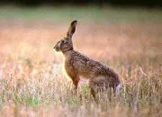 Quiz Animaux sauvages ou domestiques ?