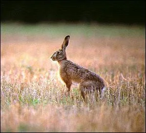 Est-ce un animal sauvage ?