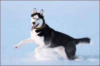 Quelle est cette race de chiens ?