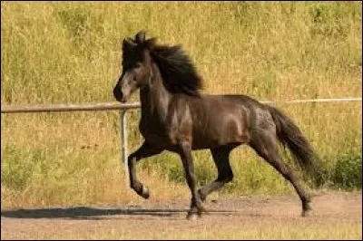 À quelle allure est ce cheval ?