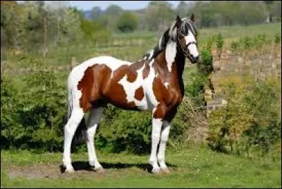 Quelle est la robe de ce cheval ?