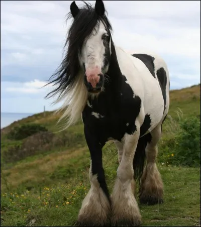 Quelle est la robe de ce cheval ?