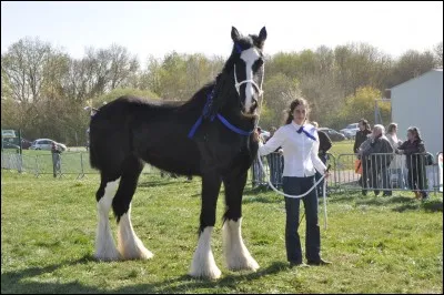 Quelle est la plus grande race de chevaux ?