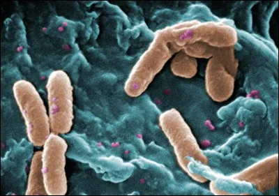 Où se logent les pseudomonas ?