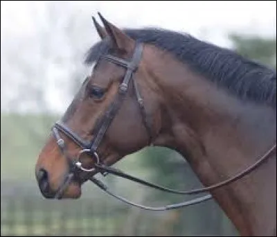 Comment appelle-t-on l'équipement que ce cheval a sur la tête ?