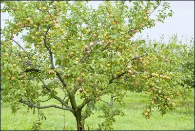 Quel est cet arbre ?