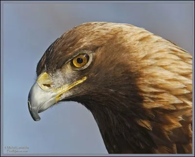 Comment s'appelle cet oiseau ?