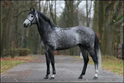 Le holsteiner est-il un cheval de pur-sang ?