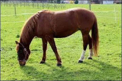 Comment s'appelle la femelle du cheval ?