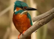 Quiz Des animaux sauvages en plein Paris