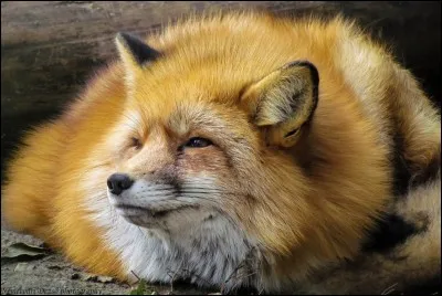 Il y a des renards en liberté dans Paris !