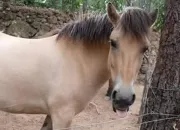 Quiz Les chevaux