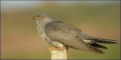 Quel mot français, synonyme de "salut" a donné son nom à un oiseau ?