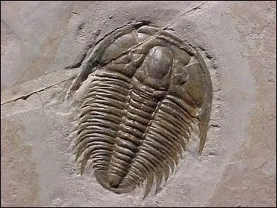 Quand apparaissent les trilobites ?