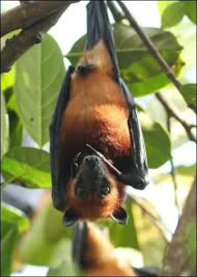 Quel est le nom de cette espèce de chauve-souris ?