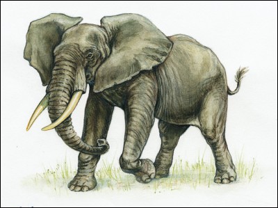 E. Son image de profil représente un éléphant. Sur quel continent ne le trouve-t-on pas naturellement ?