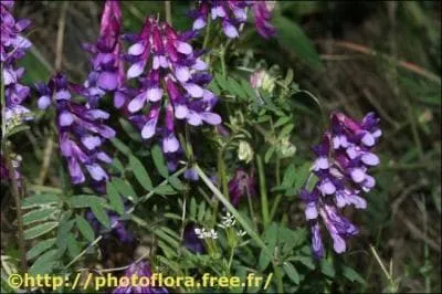 Laquelle de ces plantes n'est pas une messicole ?