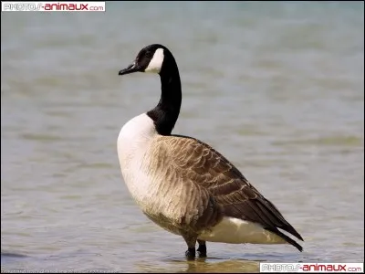 Cette jeune fille est pudibonde, niaise et un peu sotte, c'est une oie ...