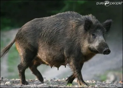 Si je vous dis : « Sauvage, elle a une tête de cochon », vous répondez :