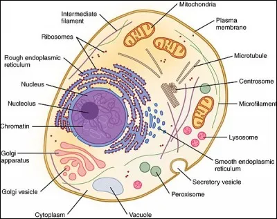 E. L'homme fait partie des eucaryotes.