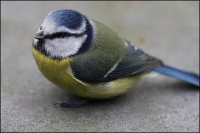 Quel est cet oiseau ?