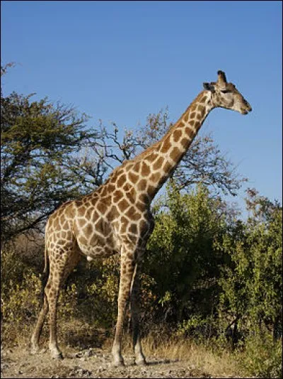 G. Sur quel continent vit la girafe ?