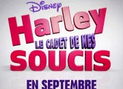 Quiz Harley, le cadet de mes soucis