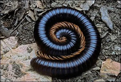 Mille-pattes au corps cylindrique qui se nourrit de végétaux en décomposition et qui s'enroule en spirale quand on le touche :