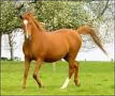 Quel est le nom de cette couleur de robe de cheval ?