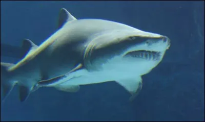 Malgré qu'elles sont très aiguisées, les dents du requin-taureau ne lui servent pas à déchiqueter ses proies, mais à les saisir.